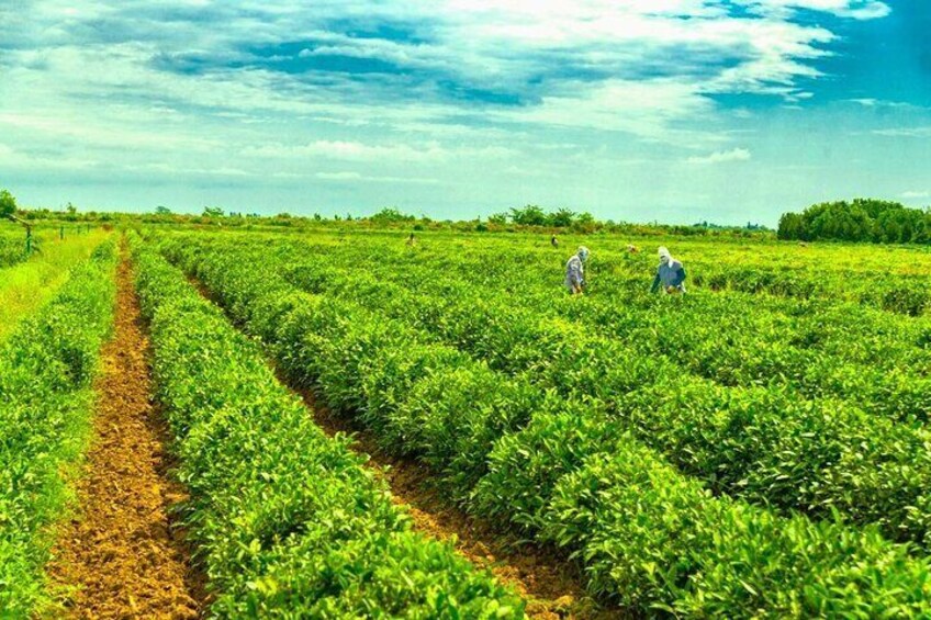 Lankaran_tea plantation_Lenkeran_cay_plantasiyasi_Azerbaijan_Tour