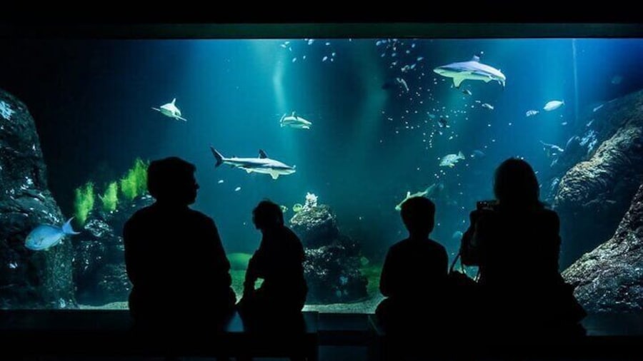 Gothenburg Universeum Ticket - Aquarium, Science, Wildlife, Zoo