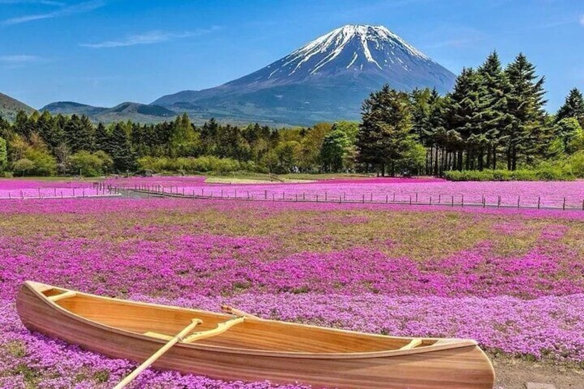 Mount Fuji & Fuji Shibazakura Festival One Day Trip From Tokyo