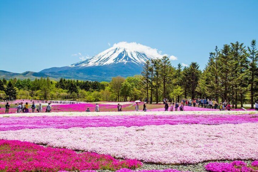 Mount Fuji & Fuji Shibazakura Festival One Day Trip From Tokyo