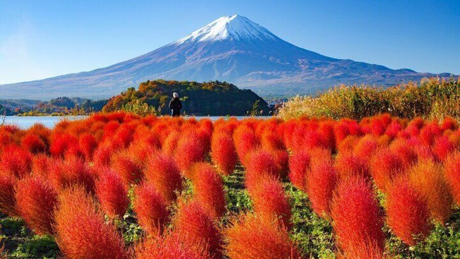 Mount Fuji & Fuji Shibazakura Festival One Day Trip From Tokyo