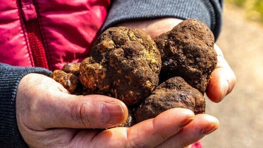 Laconi truffle hunting excursion with lunch