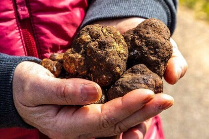 Laconi truffle hunting excursion with lunch