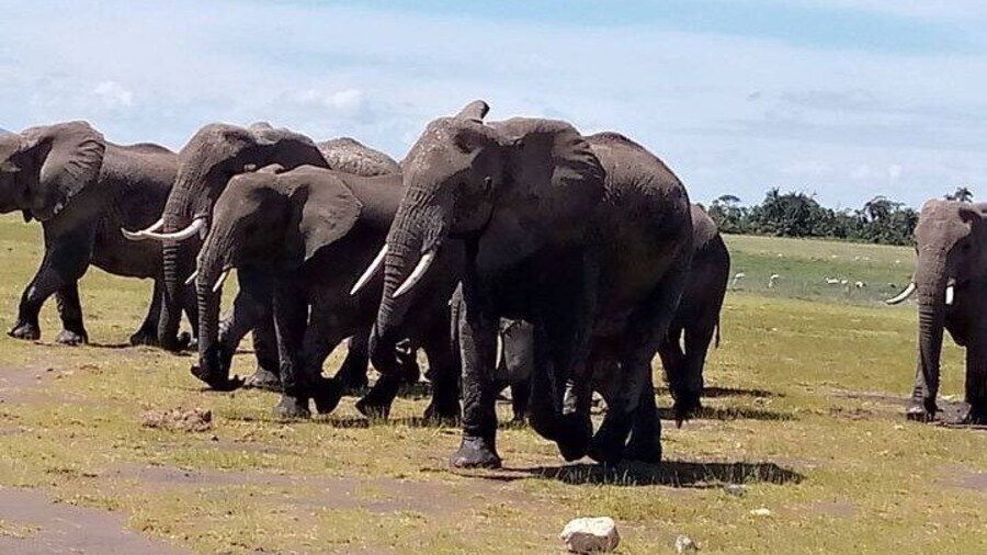 12 Days Safari Camping Tour in Kenya and Tanzania