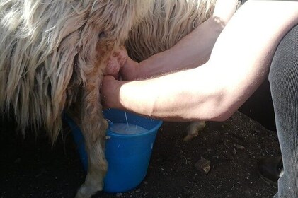 Burgos Sheep Milking Experience