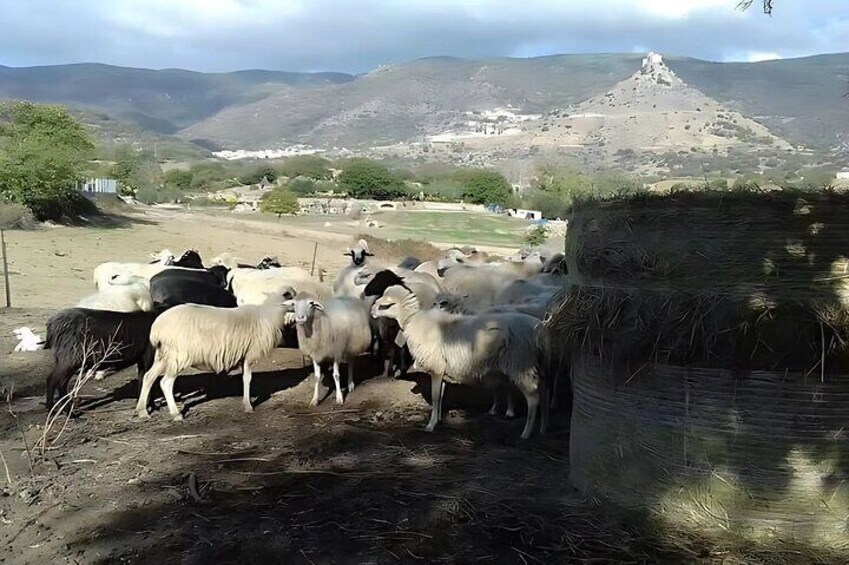 Burgos Sheep Milking Experience