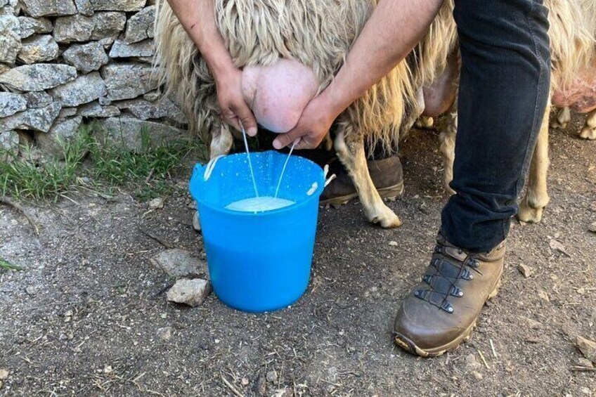Burgos Sheep Milking Experience