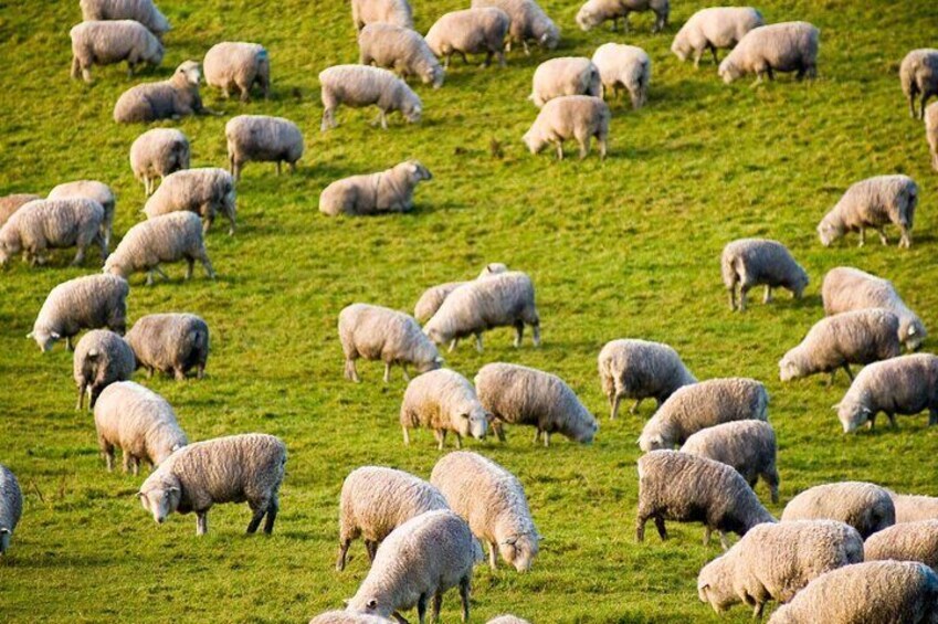 Burgos Sheep Milking Experience
