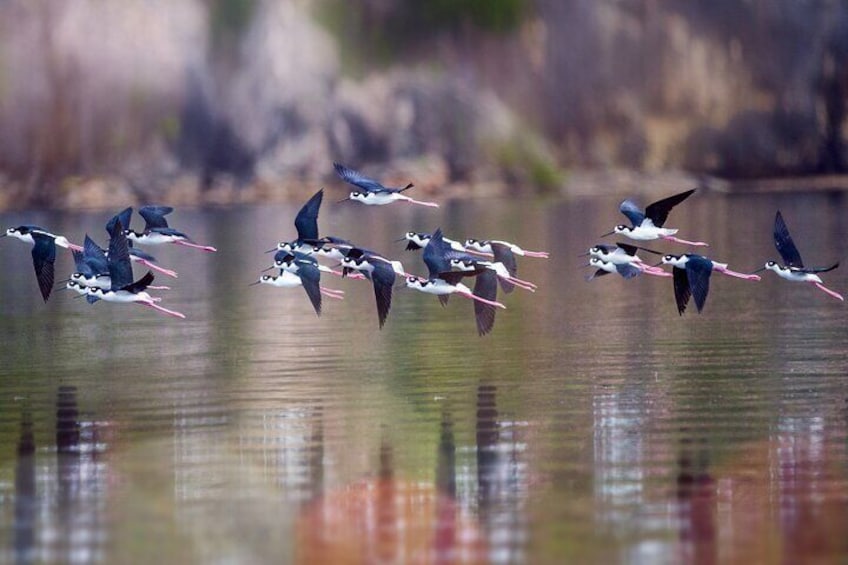 Birds at Goto Lake