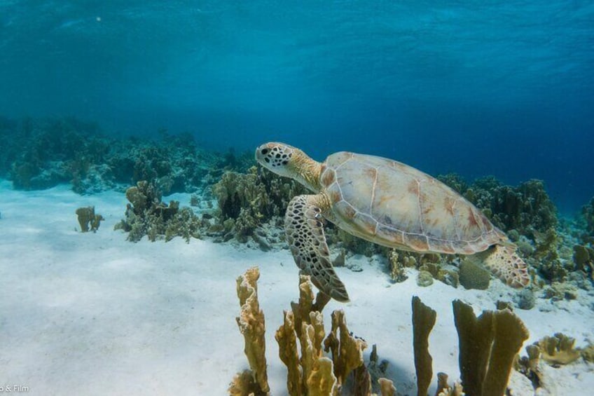 Optional to snorkel with a turtle at 1000 steps, easy swimming and access