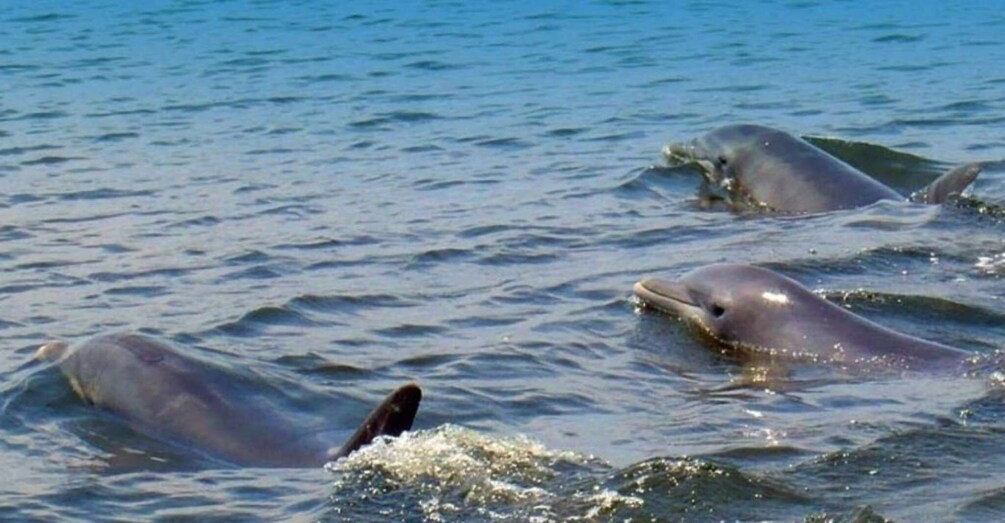 Picture 1 for Activity St. Augustine: Dolphin and Wildlife Historical Boat Tour