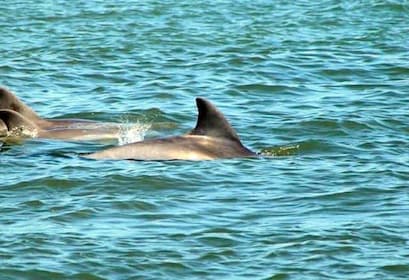 St. Augustine: Dolphin and Wildlife Historical Boat Tour