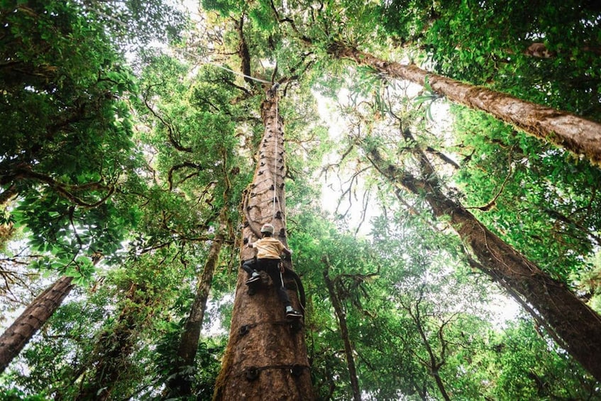 Picture 4 for Activity Monteverde: Arboreal Challenge Course - 5 in 1 Adventure -