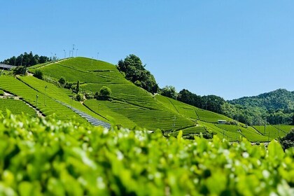 7 Hours Private Guided Van Tour Uji and Matcha Farm