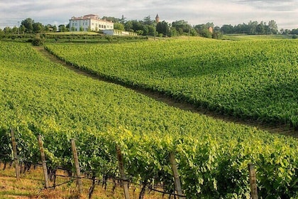 WINE EXPERIENCE & DOZZA - Private Day Tour from Bologna