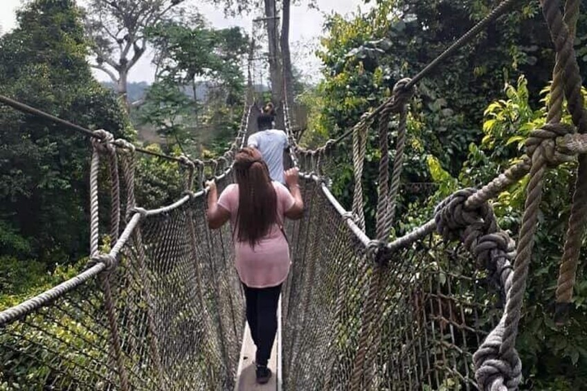 Canopy Walk Experience