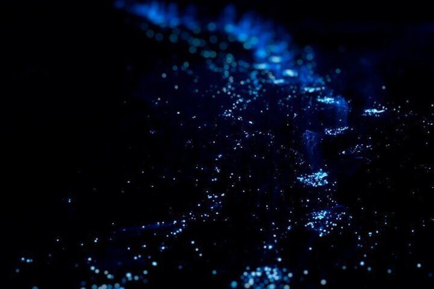 Bioluminescence Tour in Huatulco