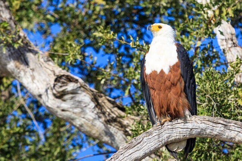 Okavango Delta Mokoro Day Tour