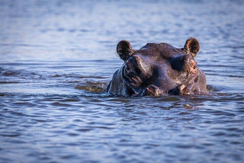 Okavango Delta Mokoro Day Tour