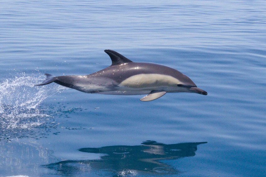 Picture 3 for Activity Portimão: Benagil Caves & Dolphins Watching with Biologist