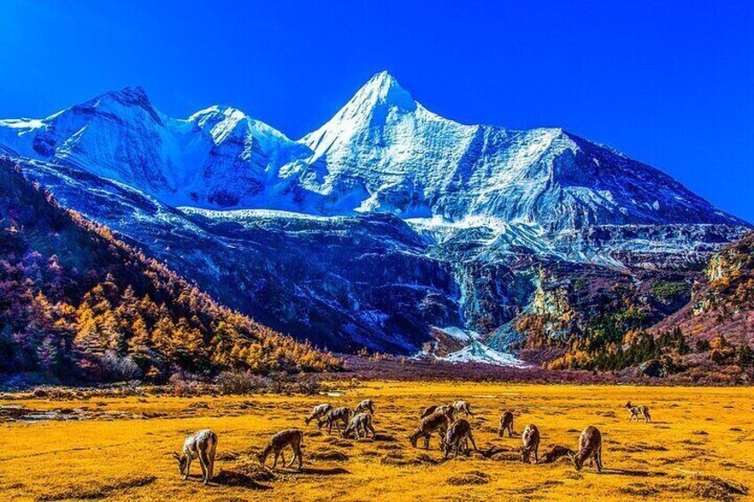 5-Day Daocheng Yading, Kangding, Mount Siguniang Tour Small Group