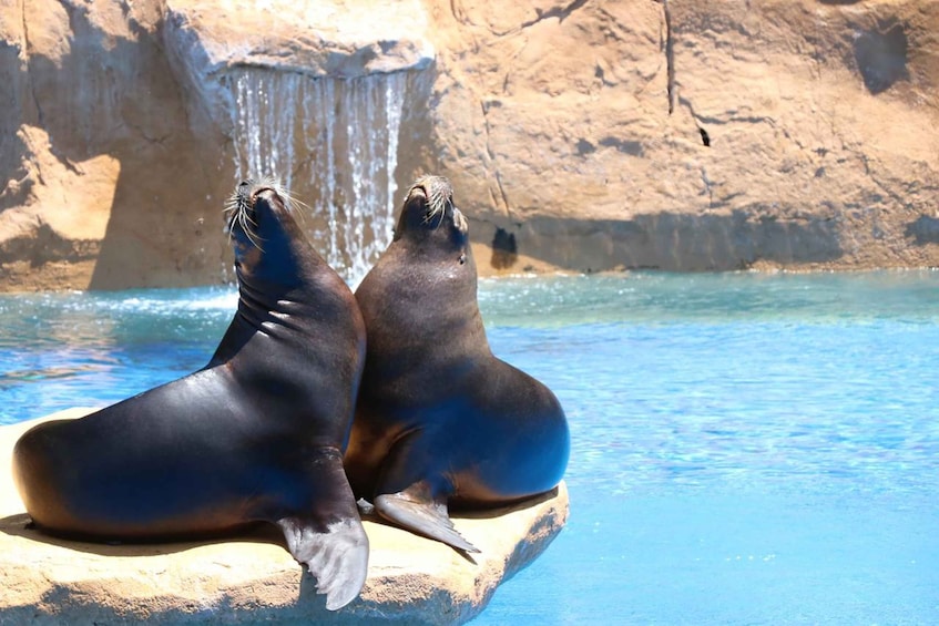 Picture 1 for Activity Benalmadena: Selwo Marina Admission Ticket