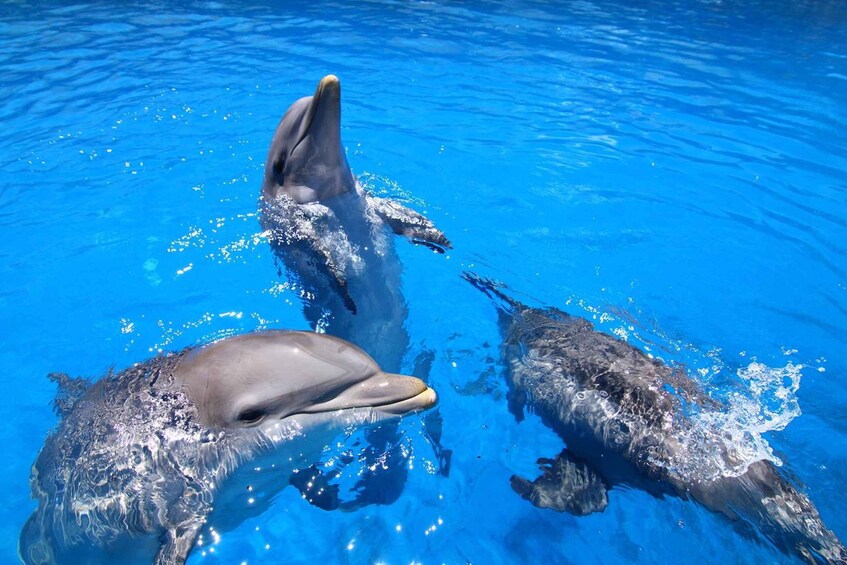 Picture 7 for Activity Benalmadena: Selwo Marina Admission Ticket