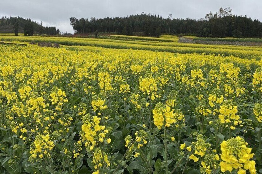 Luoping Jiulong Waterfalls Rapeseed Flowers and Duoyi River