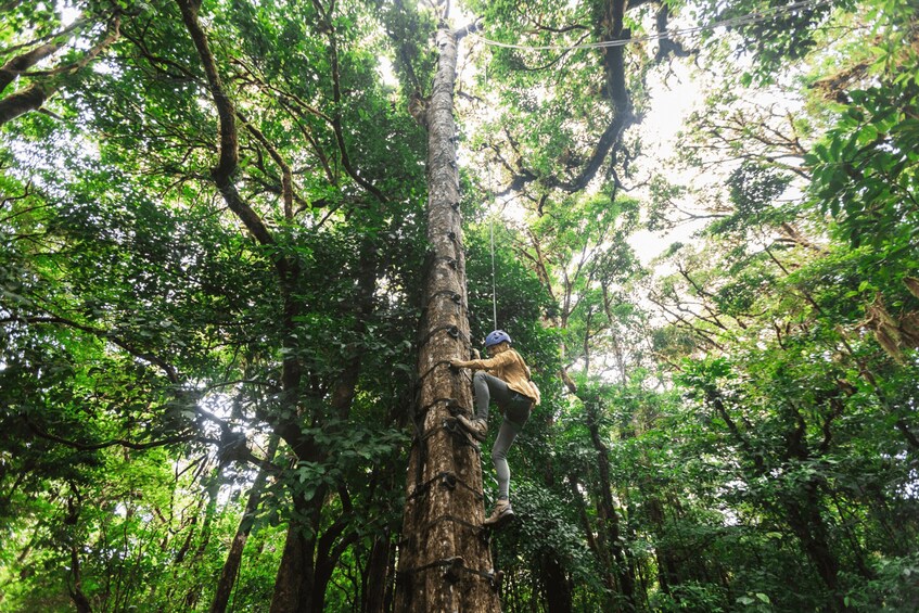 Picture 4 for Activity Monteverde: Adventure-Mania Zipline & Challenge Course 5in1