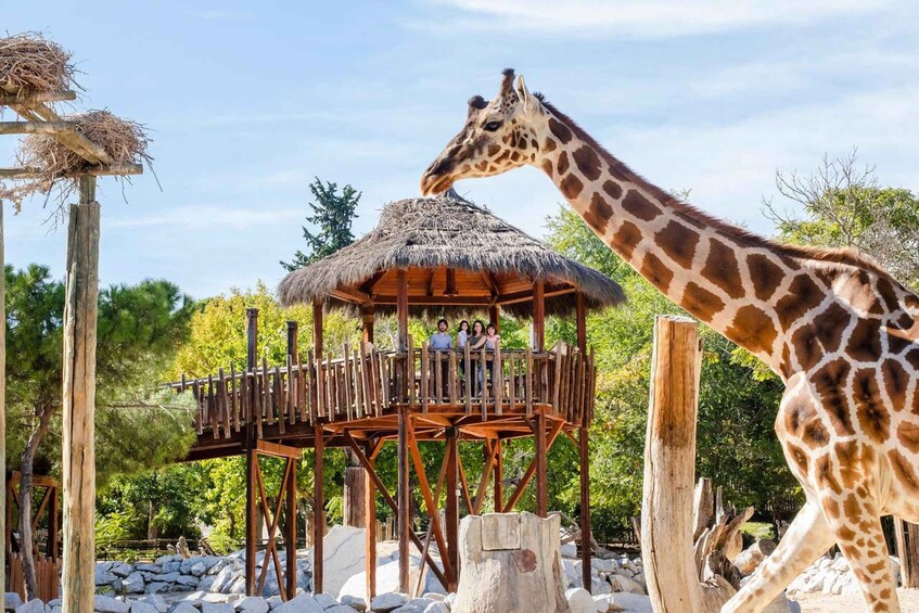Picture 1 for Activity Madrid: Zoo Aquarium Madrid Ticket
