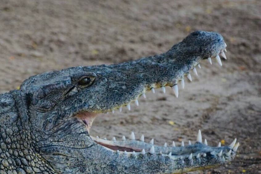 South of Mauritius Crocodile Park Tour with Lunch