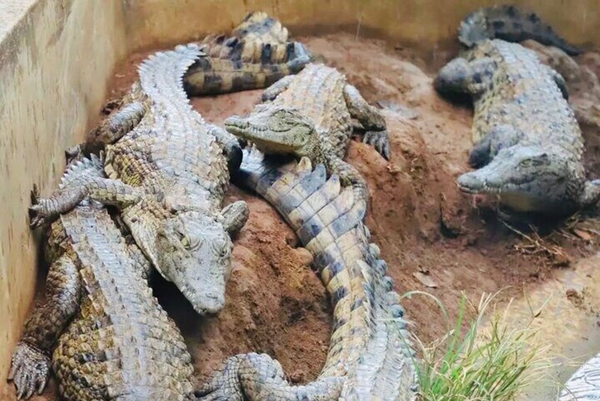 South of Mauritius Crocodile Park Tour with Lunch