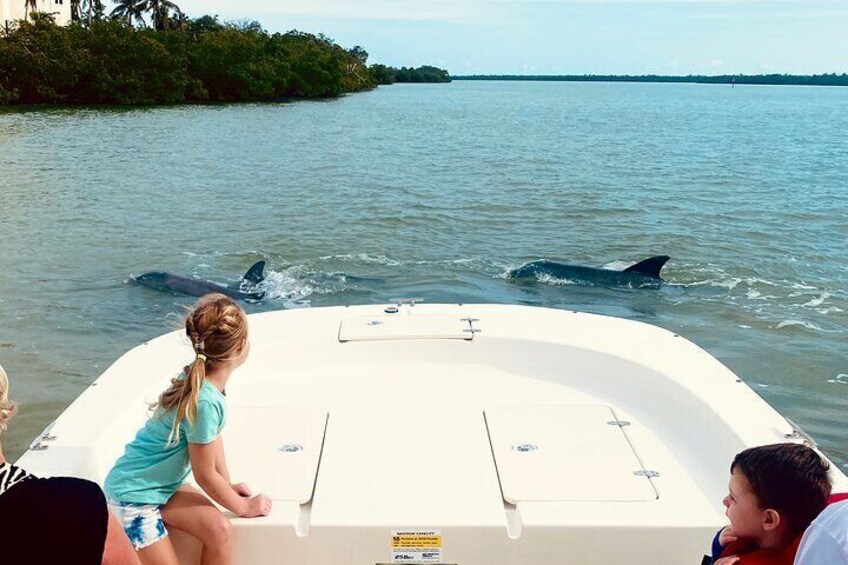 Marco Island and 10,000 Islands Sightseeing with Dolphin Tour