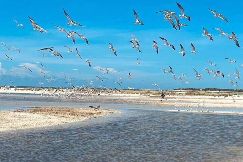 Marco Island and 10,000 Islands Sightseeing with Dolphin Tour 