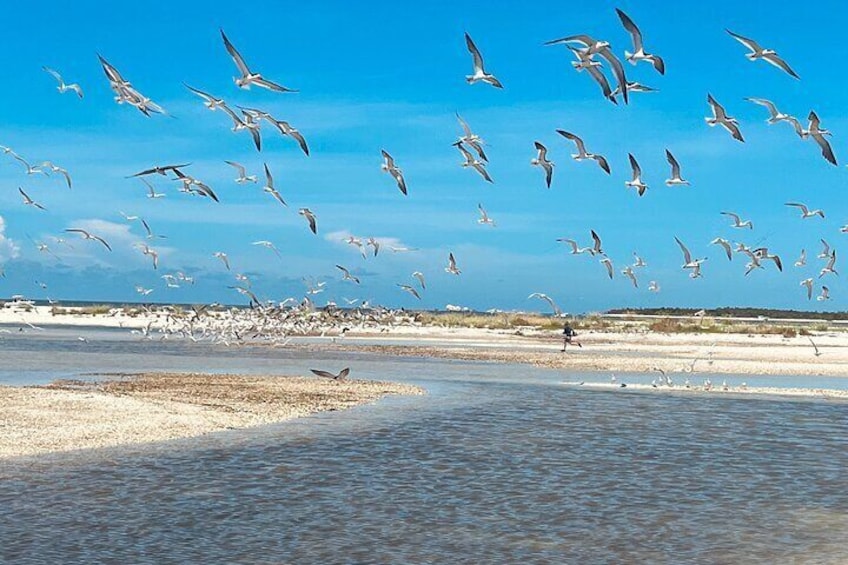 Marco Island and 10,000 Islands Sightseeing with Dolphin Tour