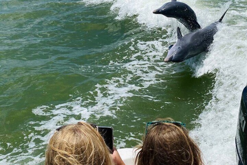 Marco Island and 10,000 Islands Sightseeing with Dolphin Tour