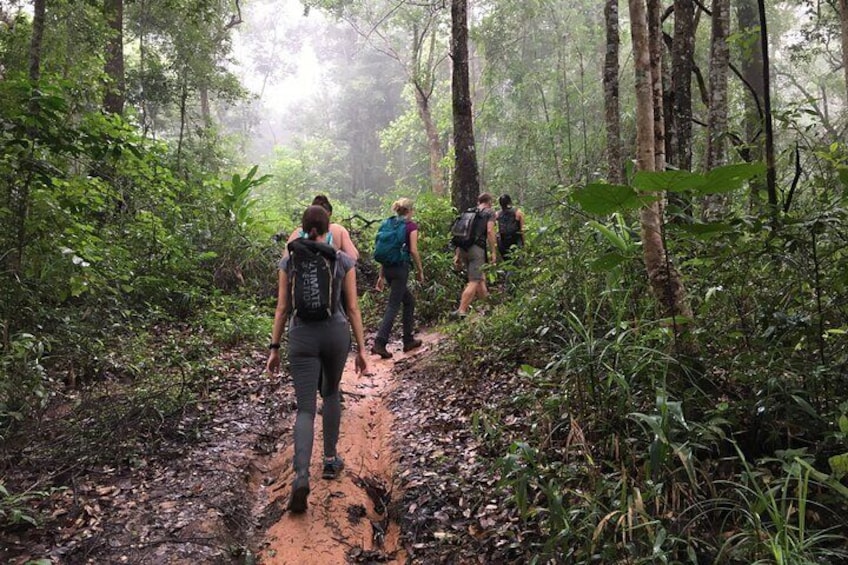 Doi Suthep Pui National Park Hiking From Chiang Mai