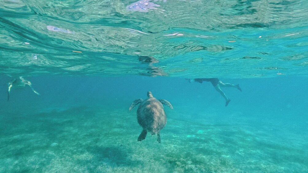Akumal Turtles Adventure & Cenote Nohoch