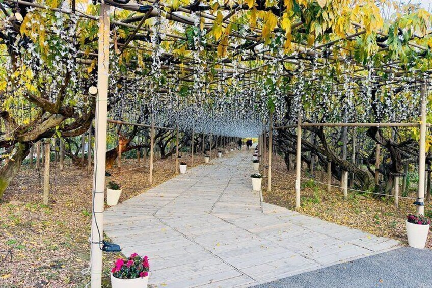 Tokyo City and Ashikaga Flowers Park or Kawagoe Private Day Tour
