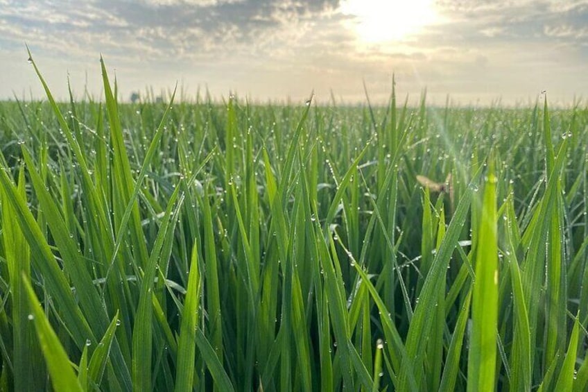 Visit Kenshô in the Agri-Environmental Ebro Delta