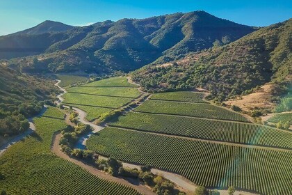 Private Colchagua Wine Experience: Premium Tour & Tasting