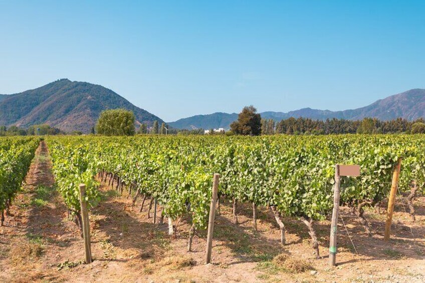 Private Colchagua Wine Experience: Premium Tour & Tasting