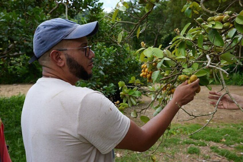 Soma Garden All Inclusive Tropical Fruit Farm Tour