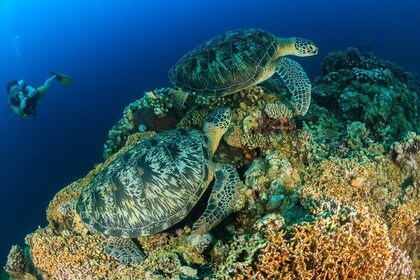 Snorkel with Turtles in North Shore of Oahu on Iliokai