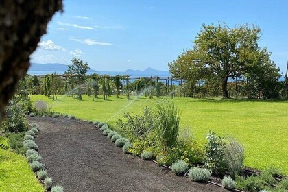 Organic Lunch With Wine Tasting from Pompeii