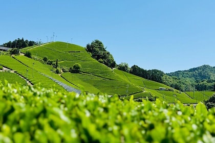 Uji and Matcha Farm Half Day Private Guided Van Tour