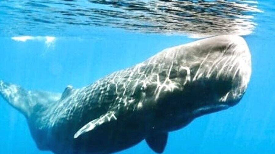All Inclusive Mirissa Morning Whale Watching Boat Tour