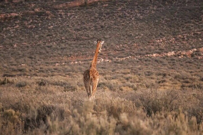 From Cape Town Aquila Game Reserve Sunset Safari Inclusive 
