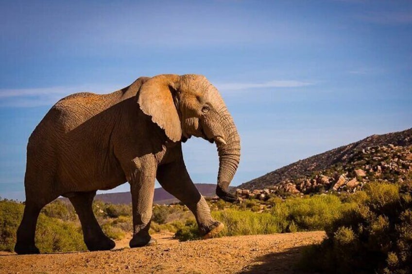 From Cape Town Aquila Game Reserve Sunset Safari Inclusive 