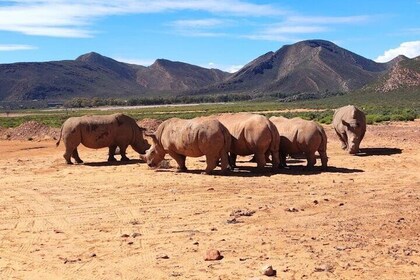 Cape Town Aquila Game Reserve Sunset Safari and long March to fr